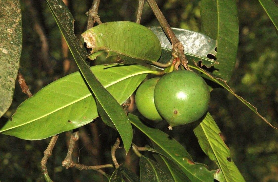 Bor Thekera