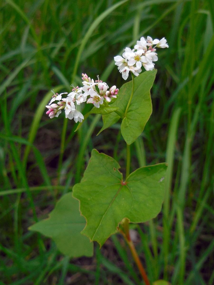 Buckwheat