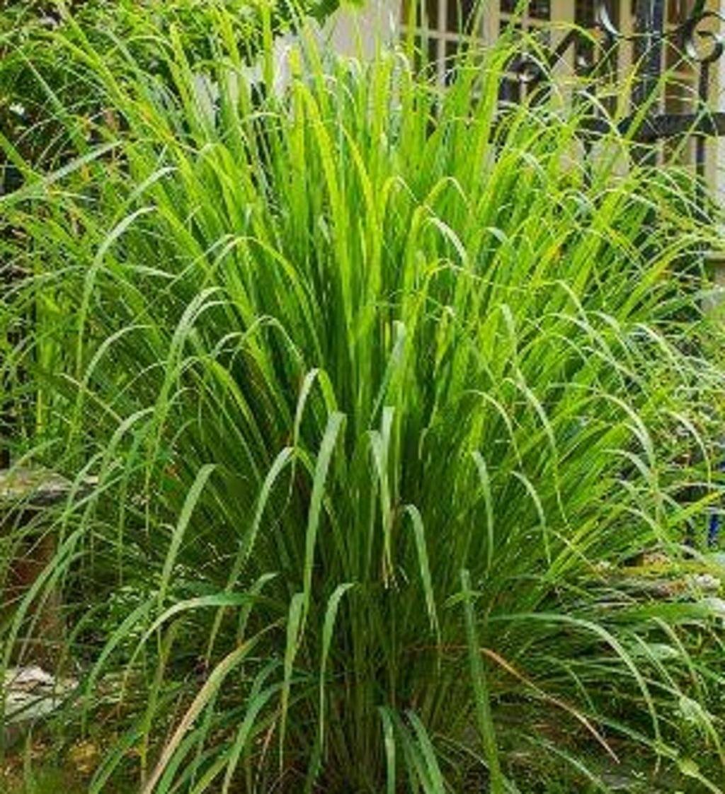Citronella & Lemongrass