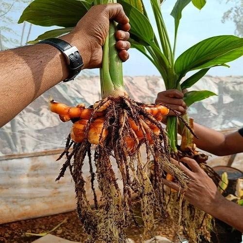 Medicinal Plants