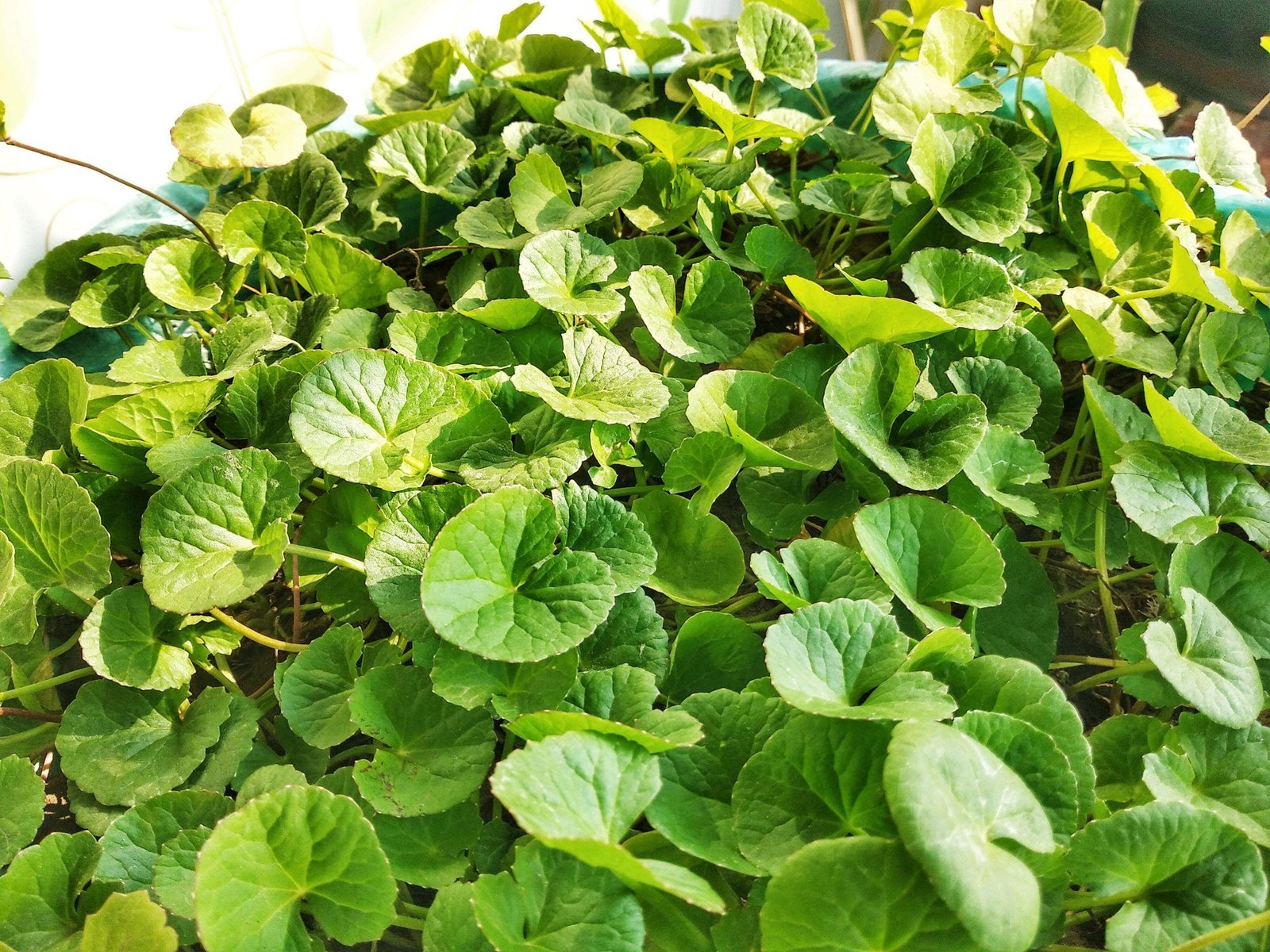 Manimuni / Indian Pennywort