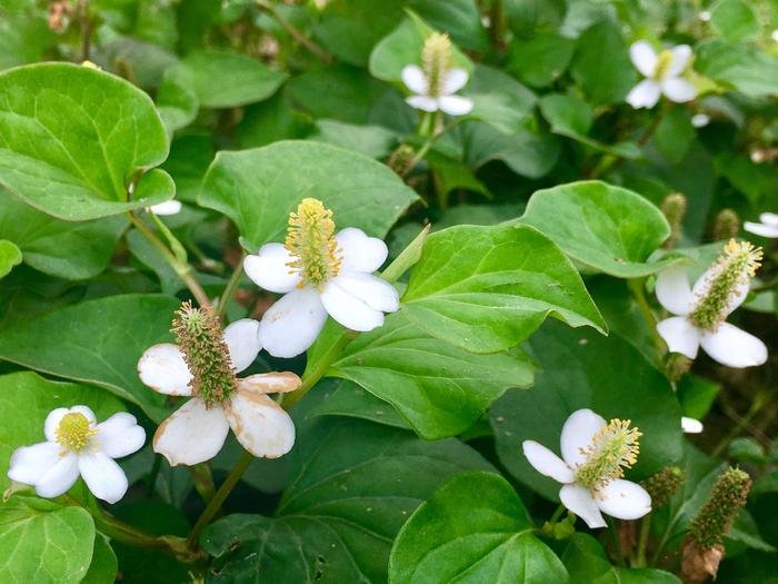 Toningkhok / Fish Mint