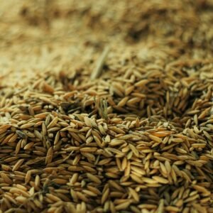 A detailed view of wheat grains in a pile, ready for processing.
